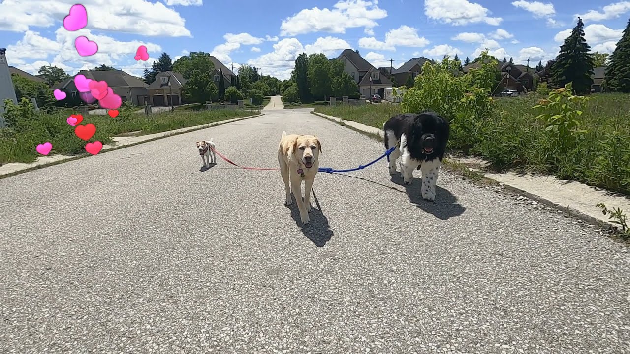 Loose-Leash Dog Walk - 3 Dogs!