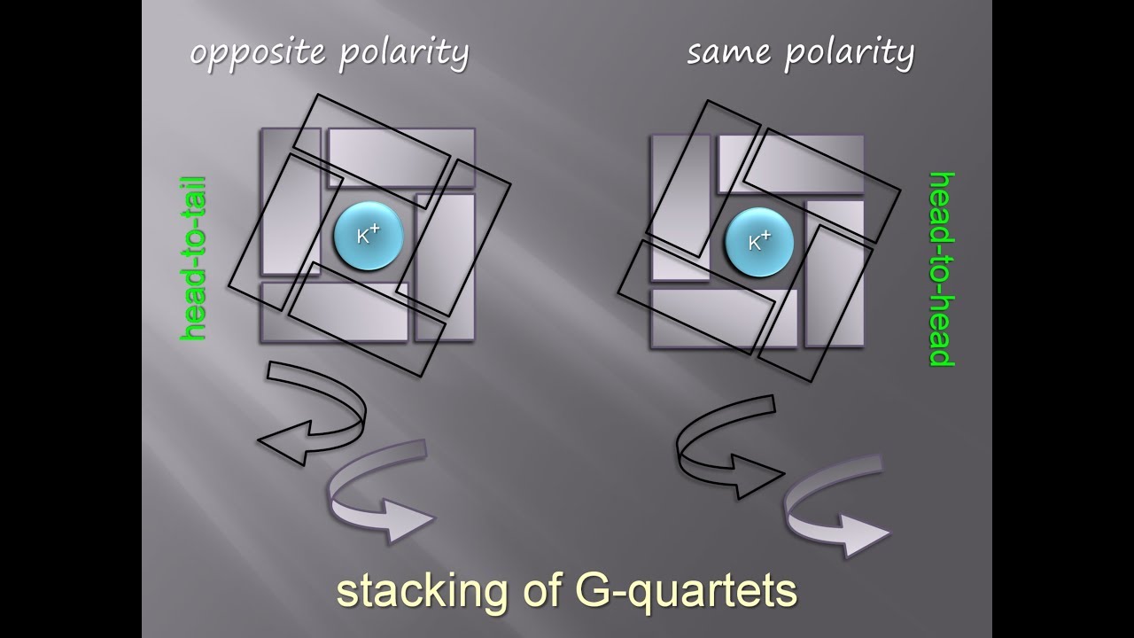Guanine Quartet / Tetrad | Structural Molecular Biology | Folding Topology