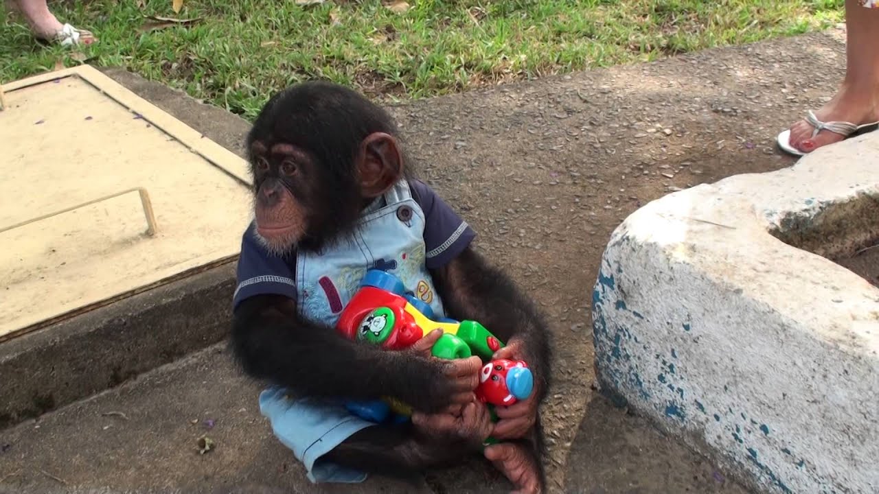 Baby Chimp doesnt want to share his toy