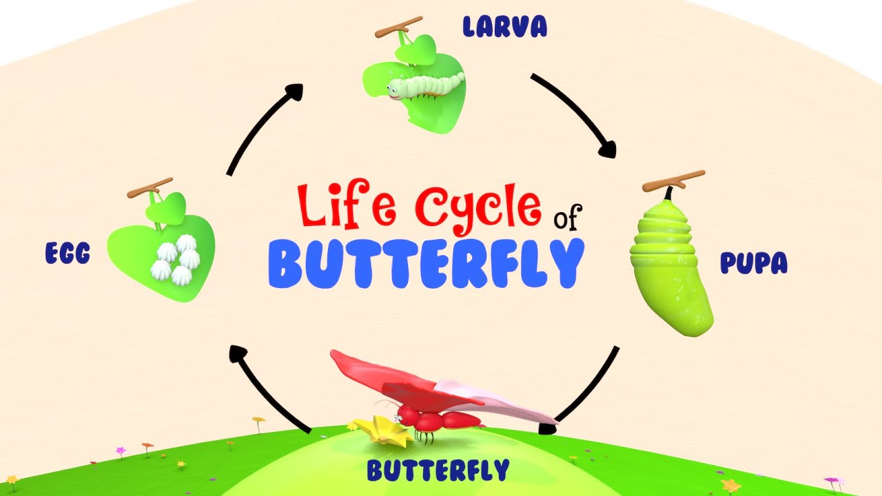 Life Cycle of a Butterfly | Life Of A Butterfly | 4 Stages of Butterfly Life Cycle | Metamorphosis