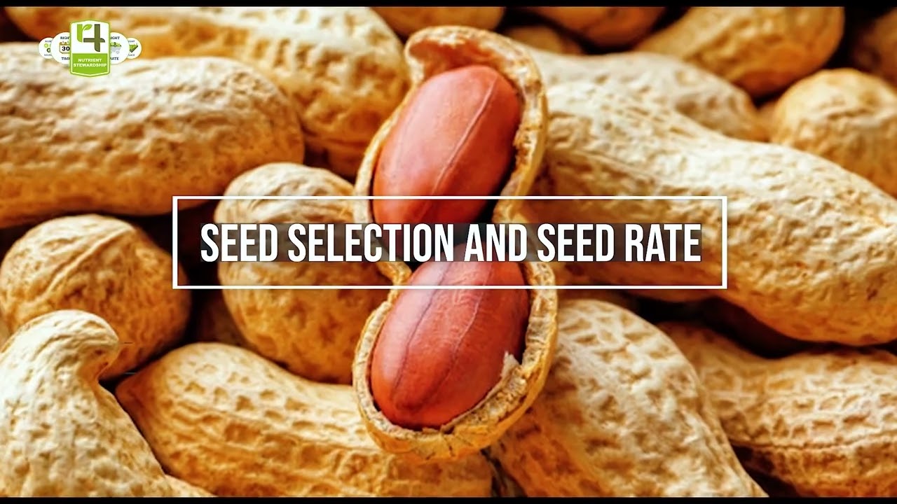 GROUNDNUT CROPPING GUIDE   4R NUTRIENT MANAGEMENT AND BEST AGRONOMIC PRACTICES_GHANA