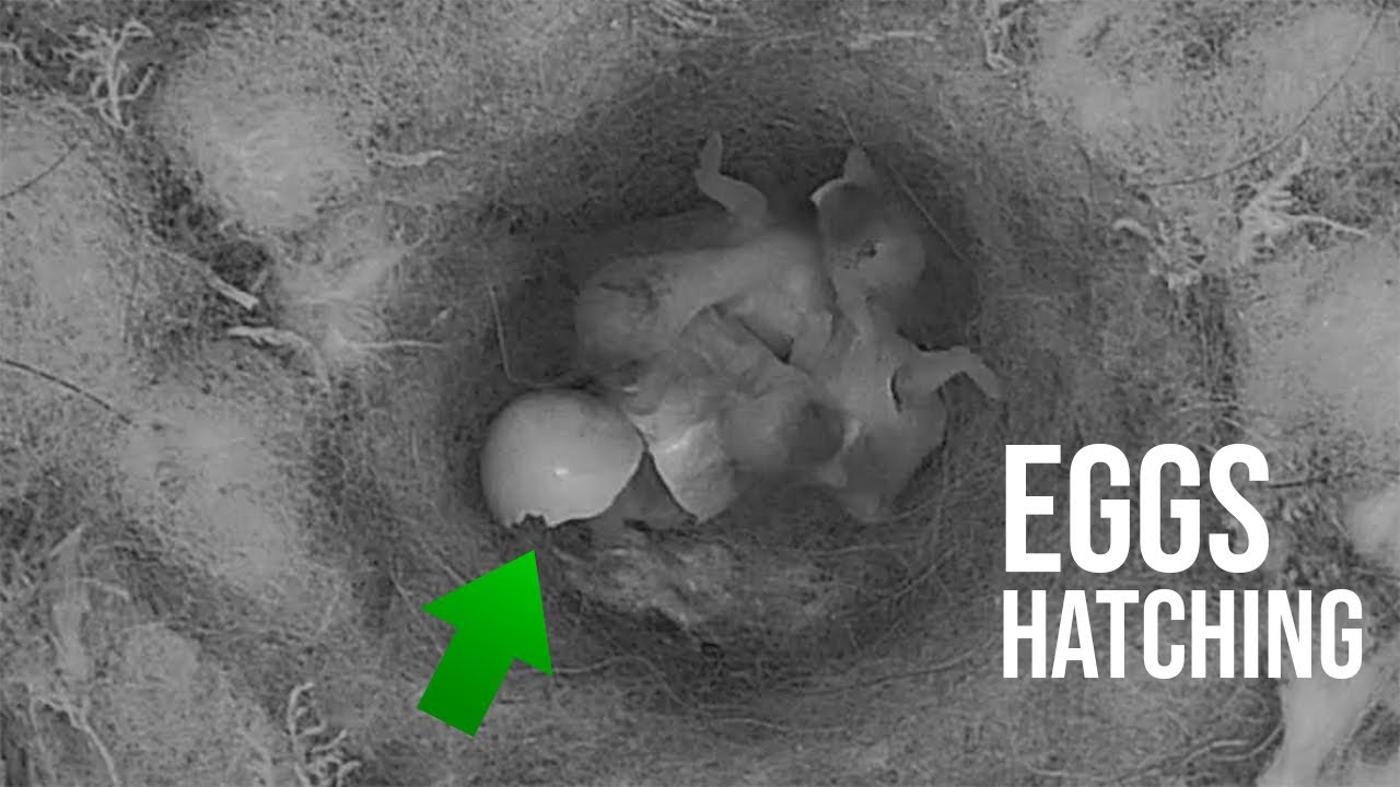 Great-tit Egg's HATCHING & Blue-tit Egg LAYING