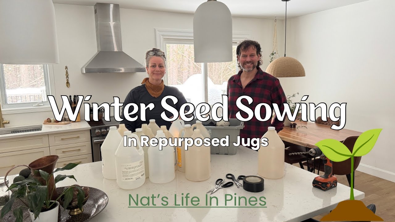 Winter Sowing Wildflower Seeds in 4 L Jugs