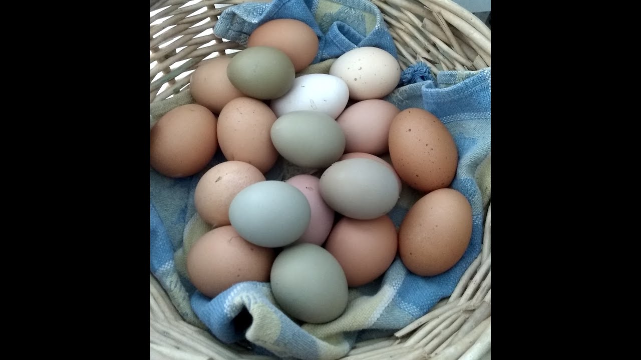 Are those GREEN EGGS?!?  We have olive eggers!