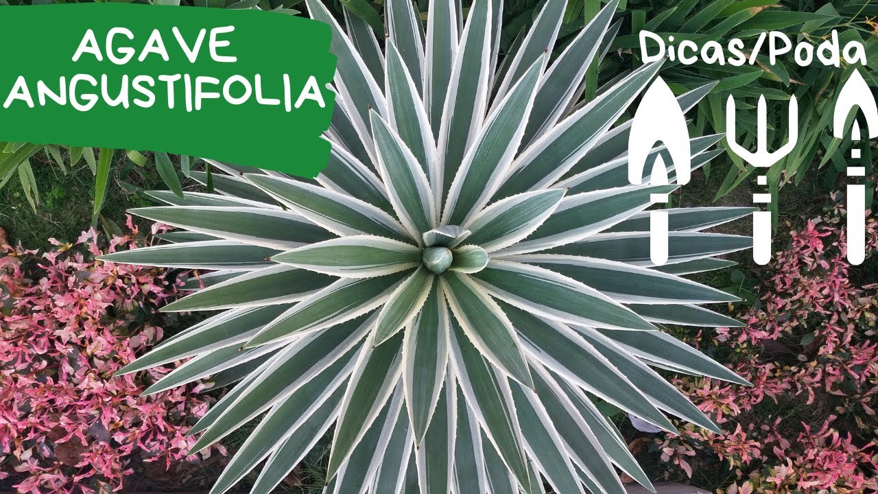 AGAVE | DICAS + PODA DOS ESPINHOS   #Agave #AgaveAngustifolia #Jardinagem
