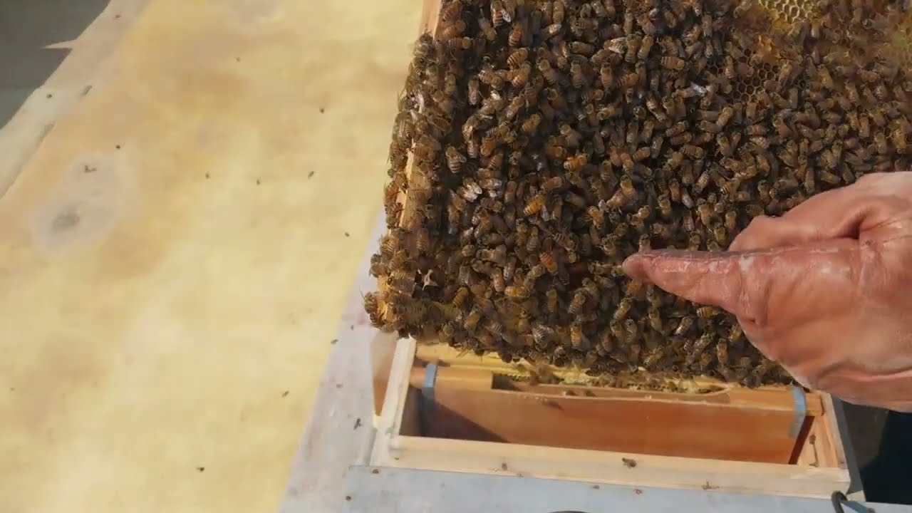월동 진드기 방제 2