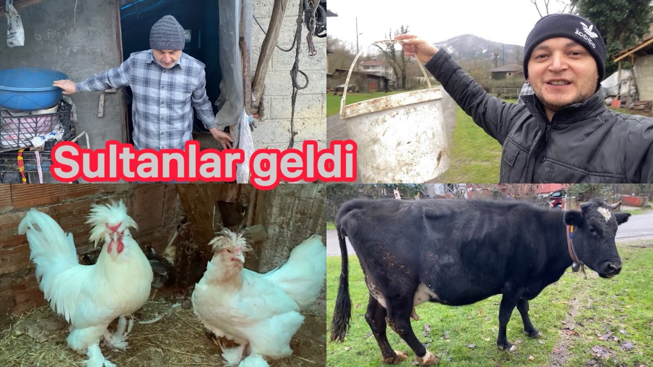 İKİ ARTI BİR SULTAN TAVUKLARIMIZ~KAZIMIZ KAYIP~KURBANLIK BAKIMI