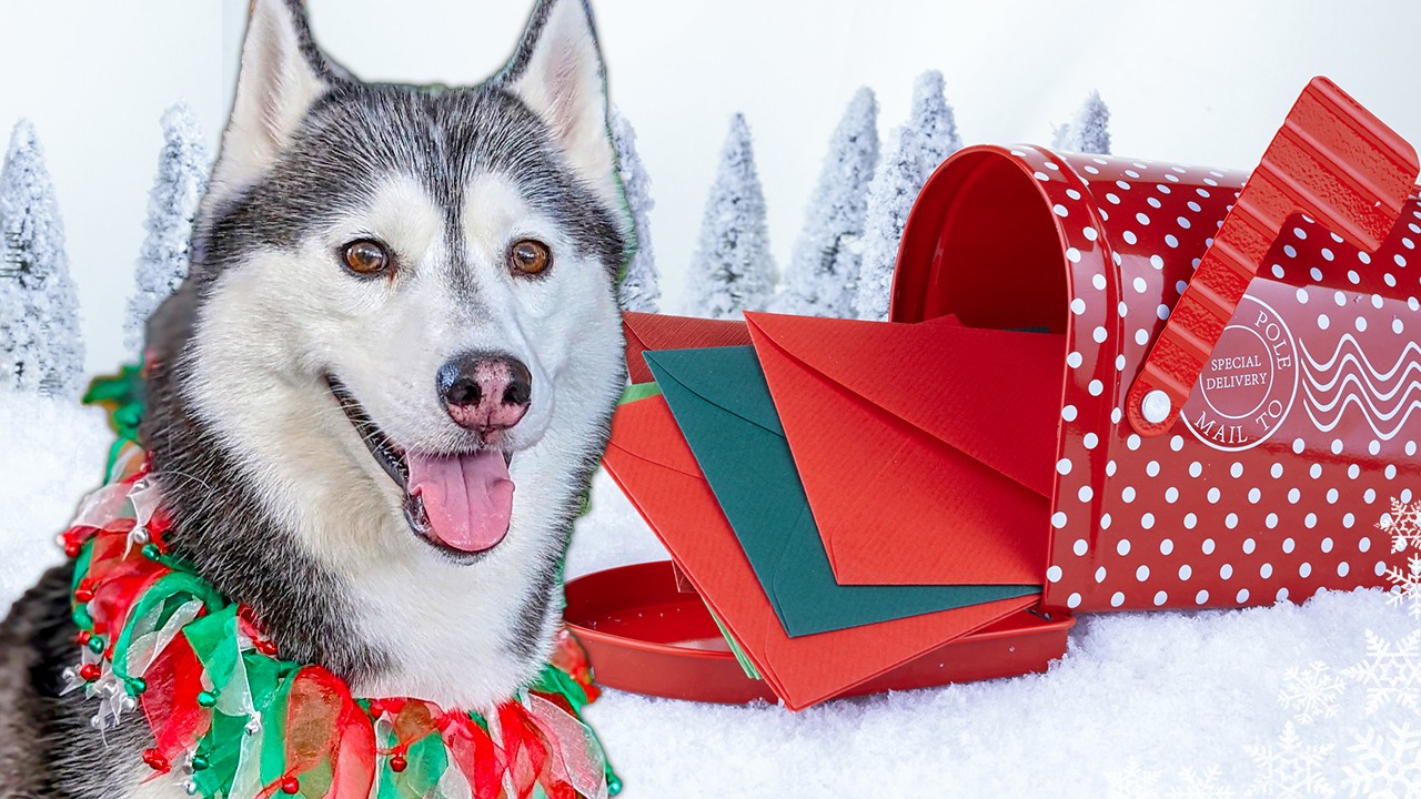 My Dogs Send YOU a Christmas Card 🎄 Husky Holiday Card Exchange 2023