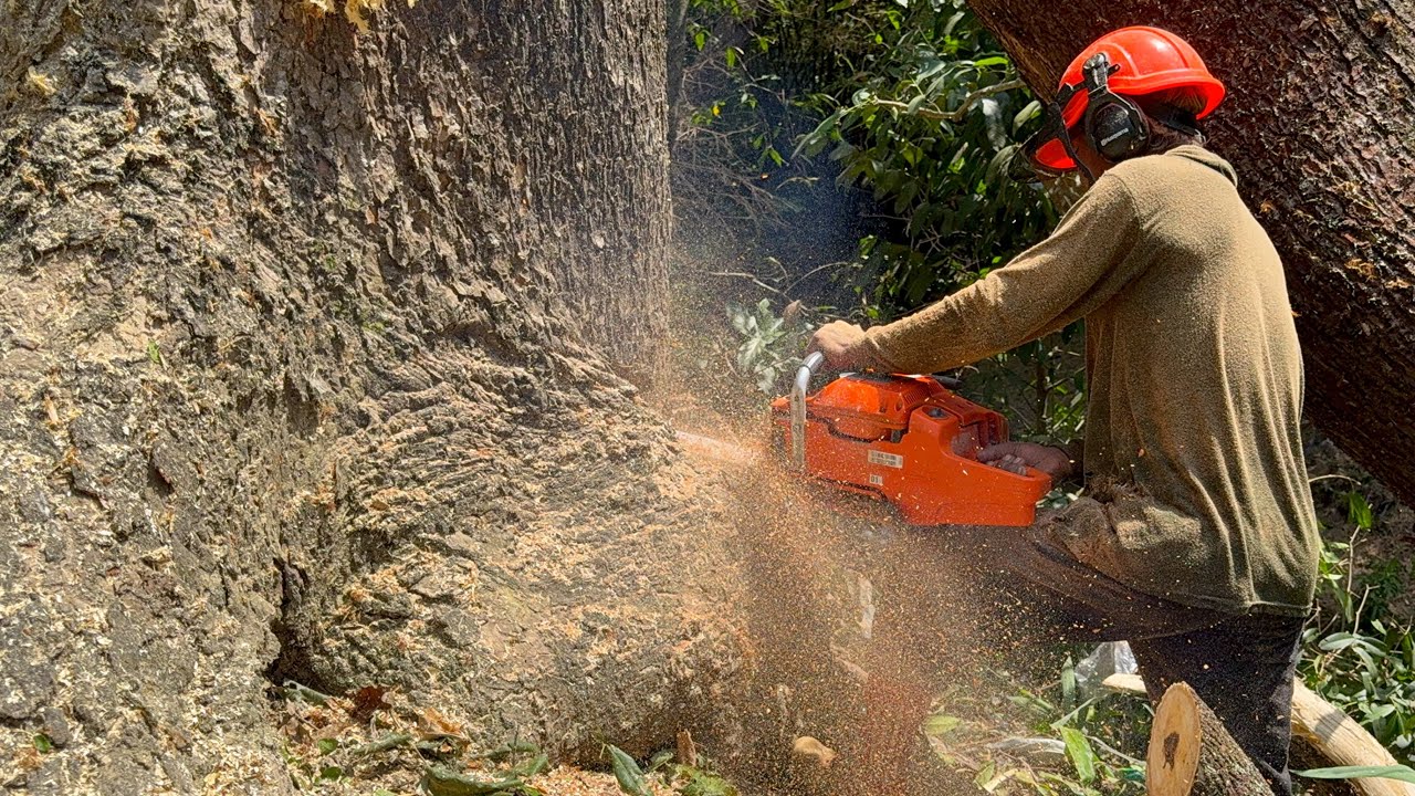 The most dangerous big tree felling this week‼️