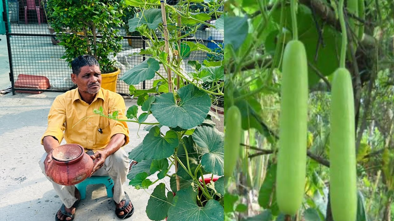 ₹2 में हो जाएगा कमाल भर भर के आयेगी गमले में लौकी।