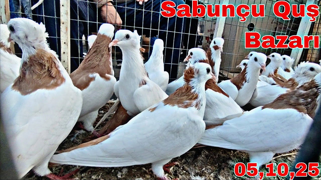 Sabun&ccedil;u Quş Bazarı 5 Oktyabr 2025 @mubarizemintv2271 