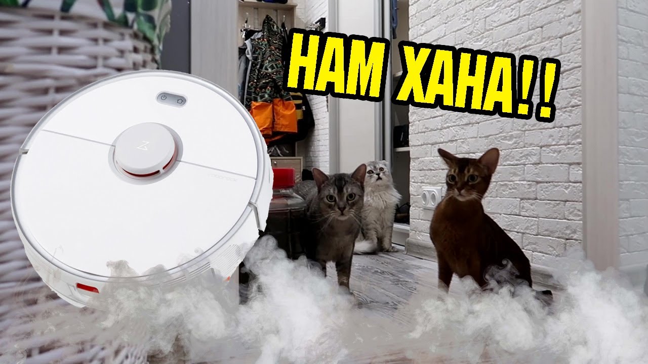 У КОТОВ ПАНИКА! ВСЕХ ЗАСОСАЛО