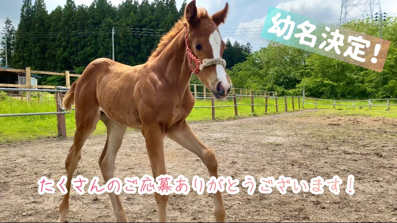 仔馬ちゃんの幼名決定しました！