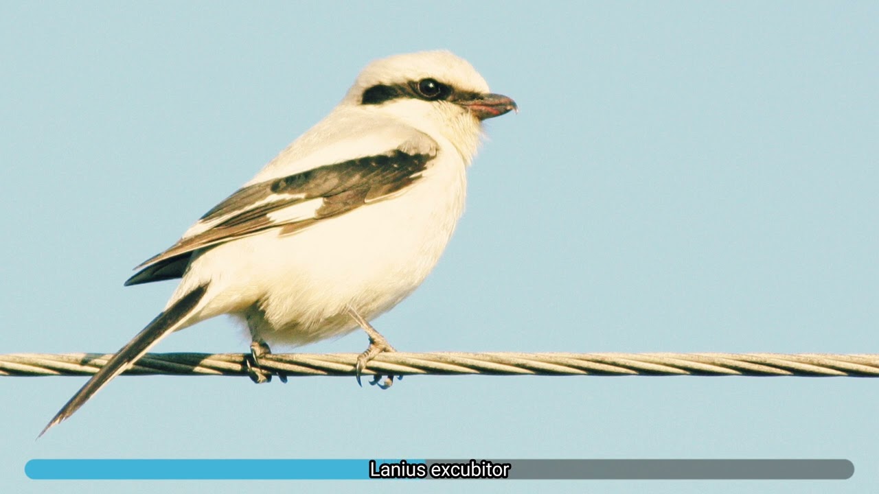 Lanius excubitor