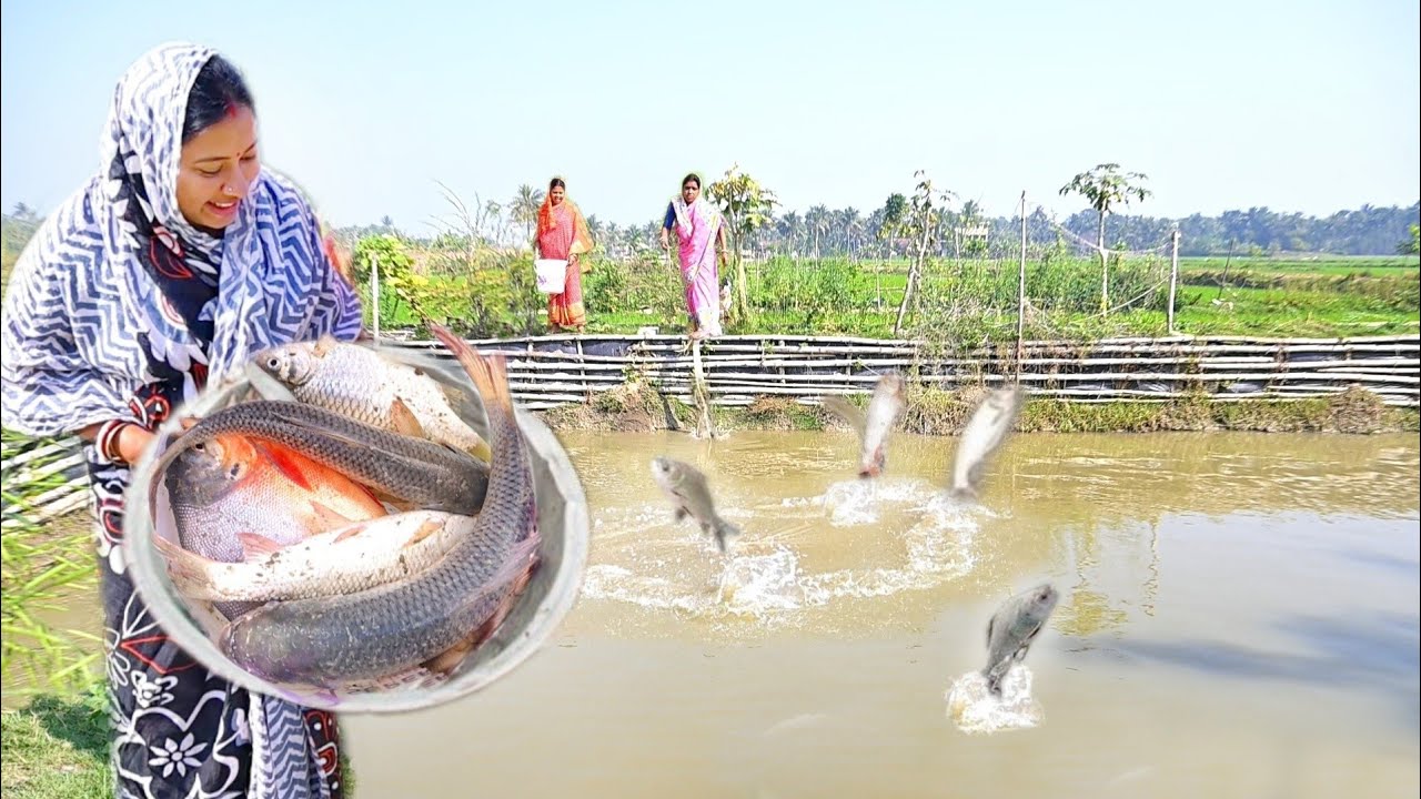 বাড়ির পুকুরে মাছ ধরে আর বাগানের টাটকা বেগুন দিয়ে আজকের রান্না || fish curry recipe