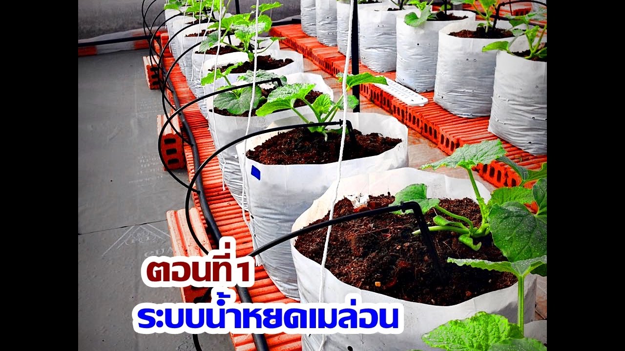 ระบบน้ำหยดอัตโนมัติสำหรับเมล่อนและพืชอื่นๆ(แบบง่ายๆ)ตอนที่1