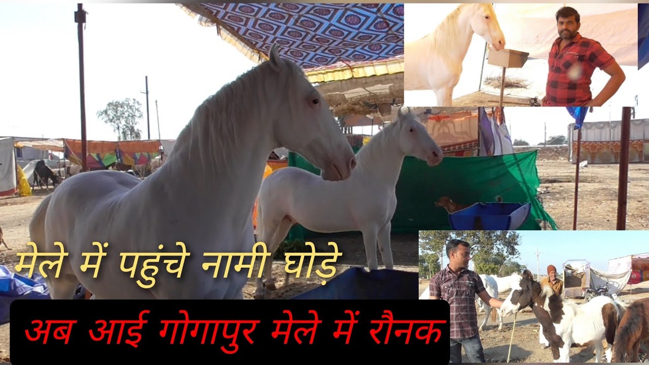 गोगापुर मेले में 17 जनवरी 2023 को आई रौनक कौन-कौन से घोड़ा है और कितने घोड़े हैं वीडियो में देखें