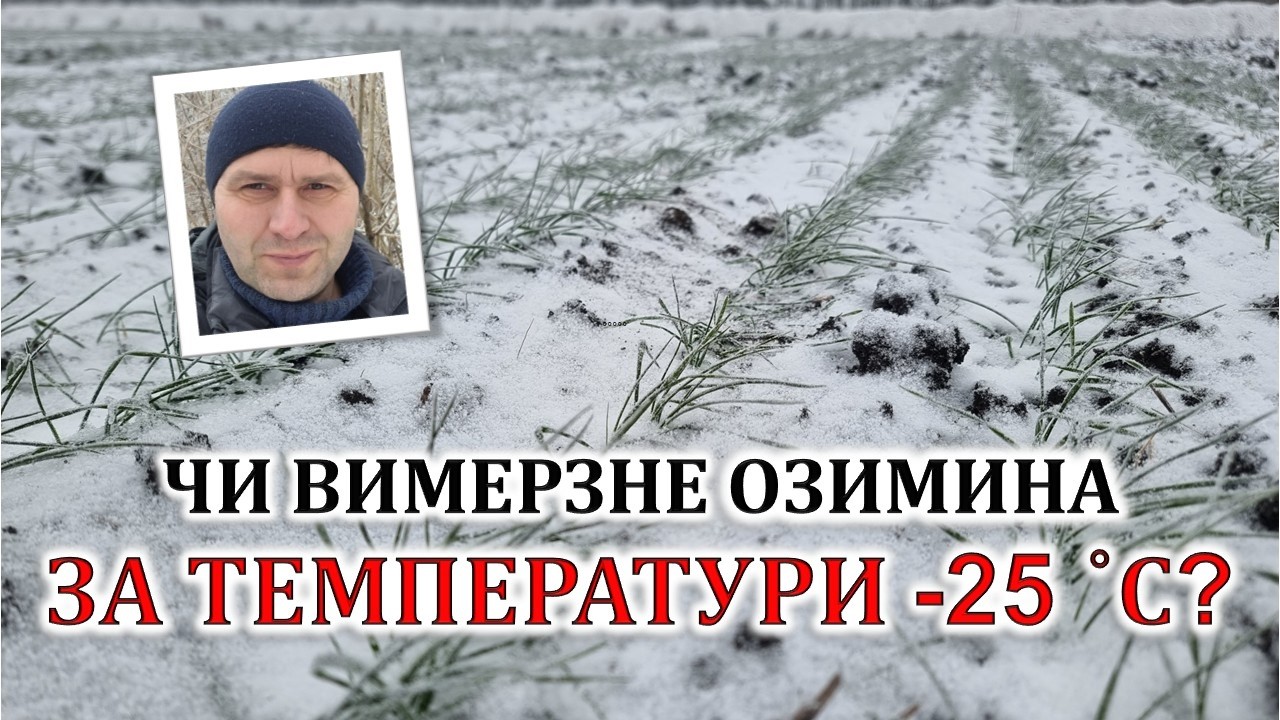 Чи вимерзне озимина при морозі -25 градусів?