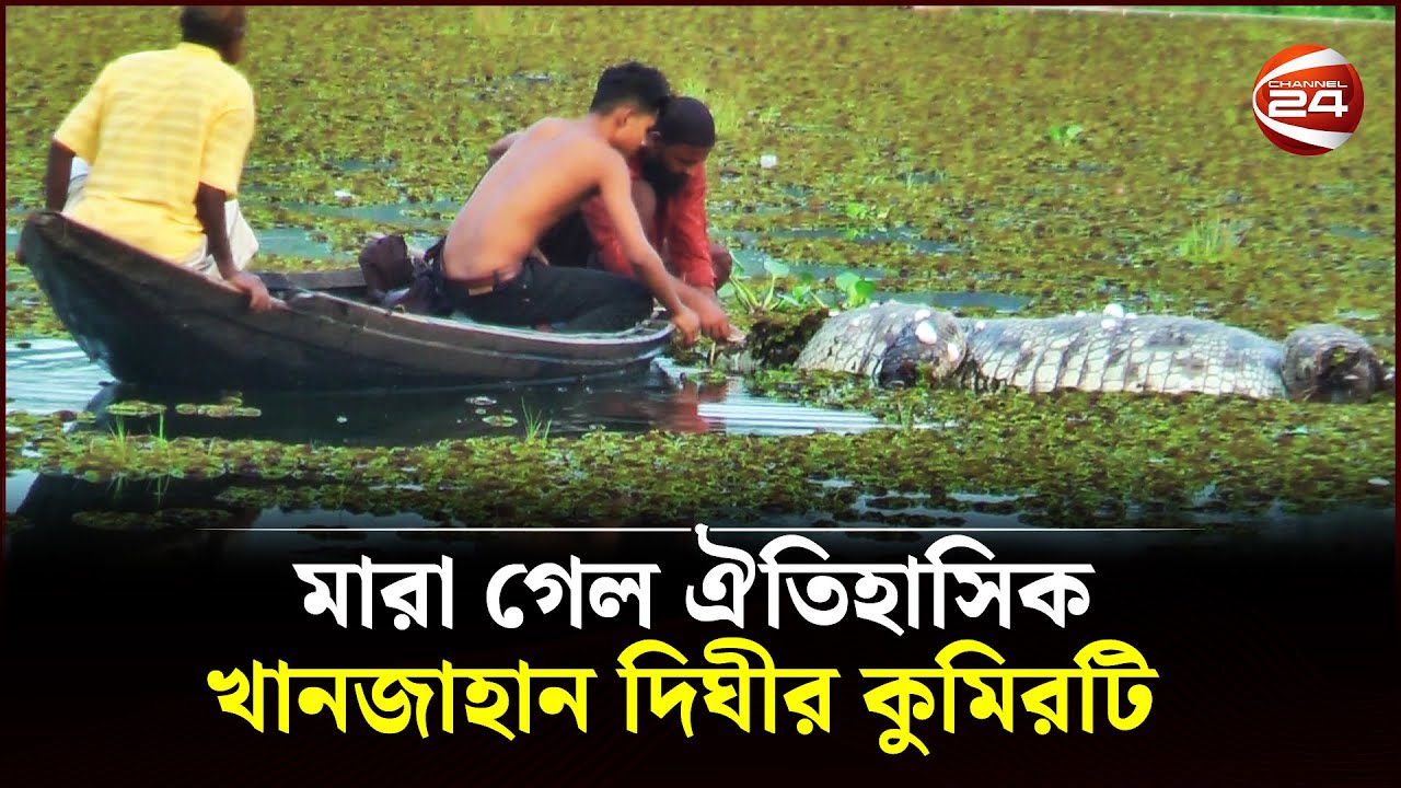 মারা গেল ঐতিহাসিক খানজাহান দিঘীর কুমিরটি | Crocodile | Khan Jahan Ali Pond | Channel 24