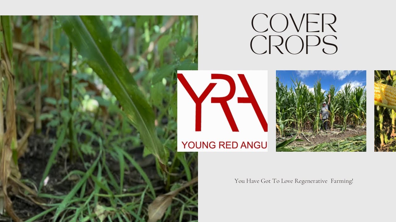 Interseeding Cover Crops Into Corn: Changing Our Perspective