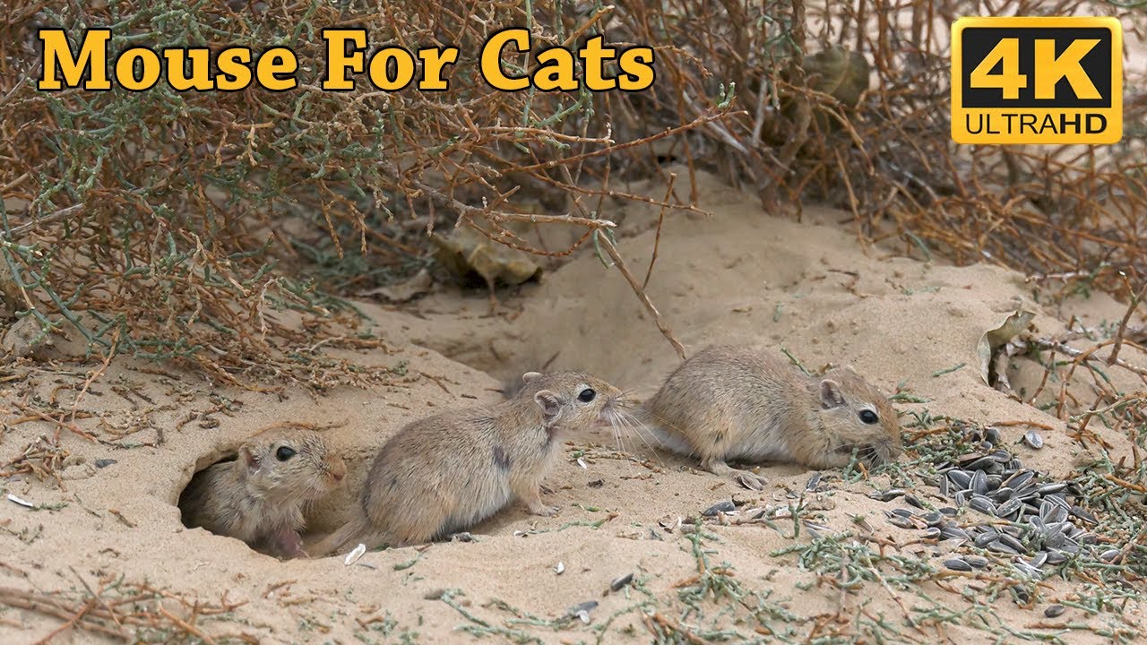 Cat Tv - Gerbils in The Desert - Mouse Fun in Holes For Cats To Watch - 4K Tv for Cats