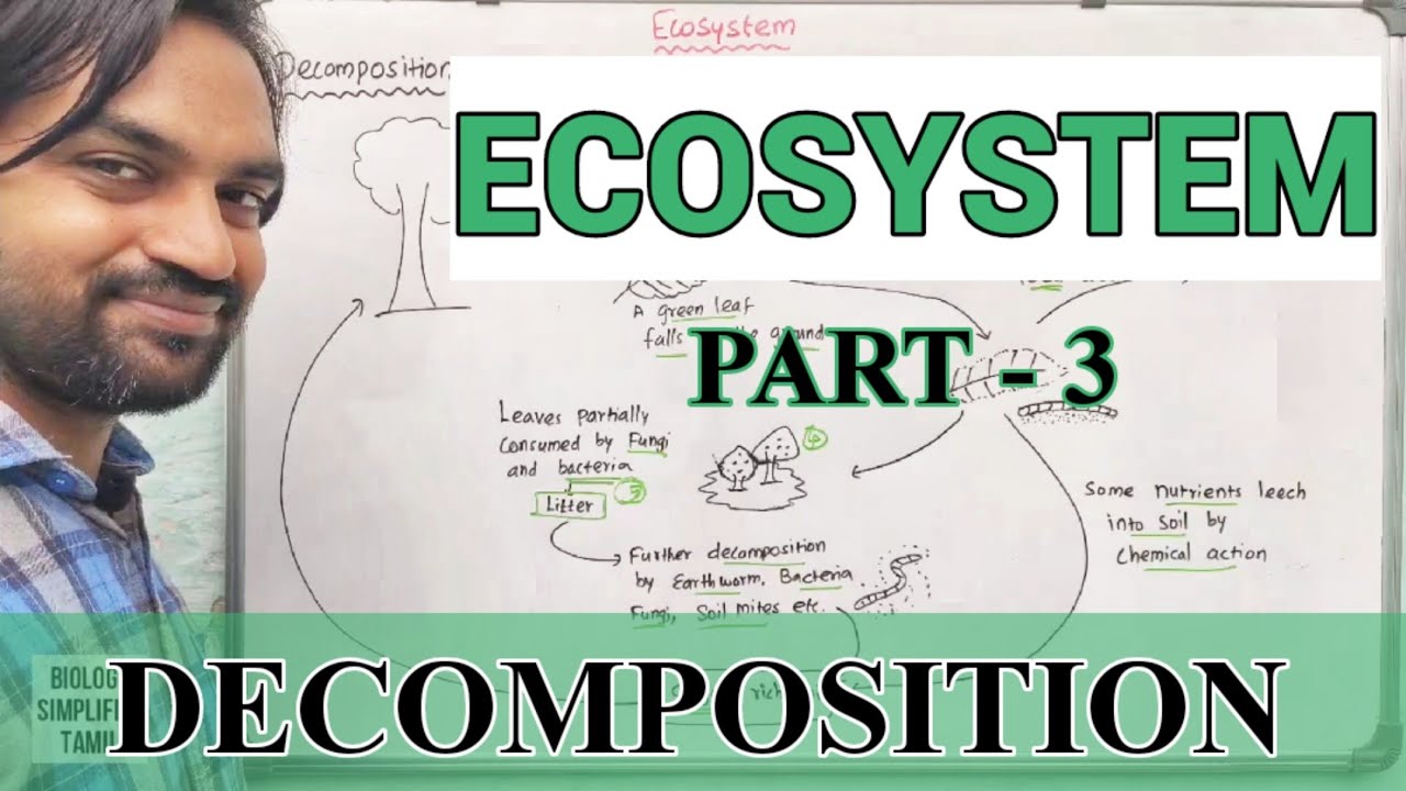 Ecosystem | Part 3 | Decomposition