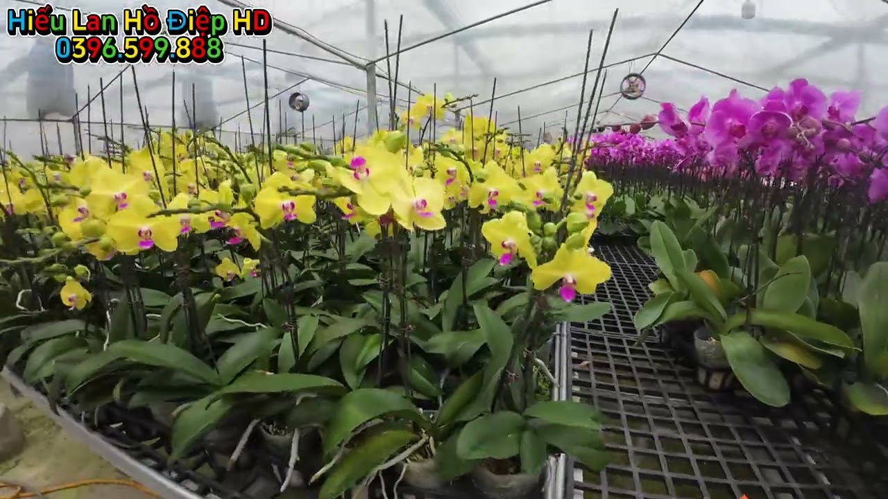Sỉ lẻ hoa lan hồ điệp tại vườn