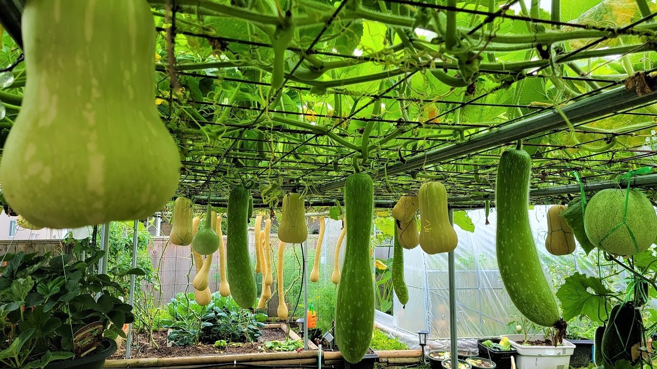 Thu hoạch cà chua bầu bí mướp đậu que nhiều thấy mê 🇨🇦957》 Vườn Rau Việt