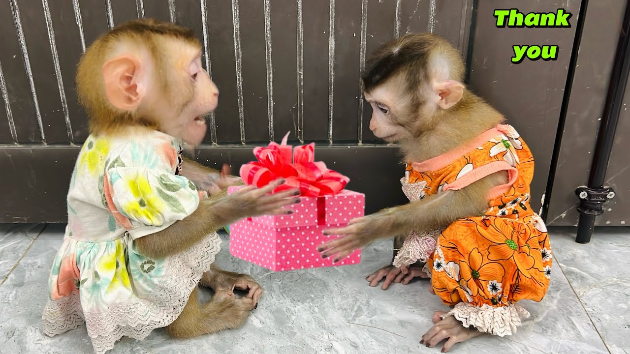Diana the monkey helps baby monkey DiDi stop sucking her thumb
