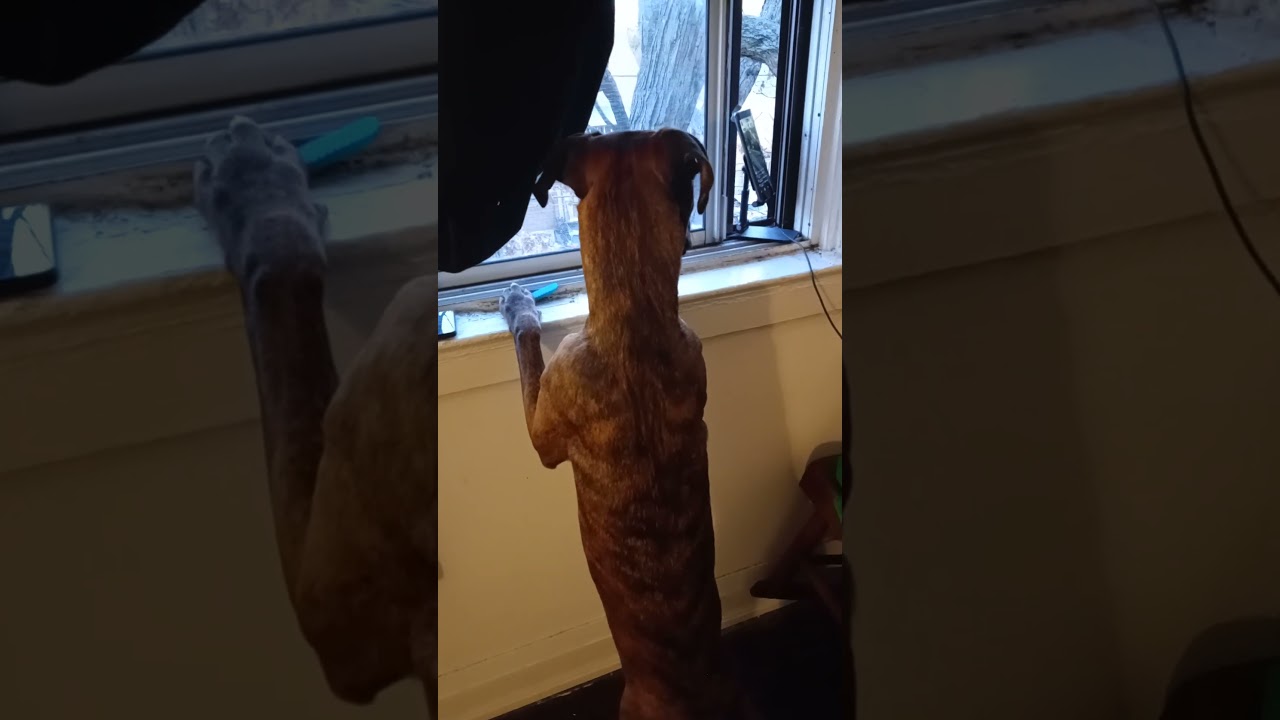 adorable puppy wondering why car horn is honking #funny #automobile #puppy