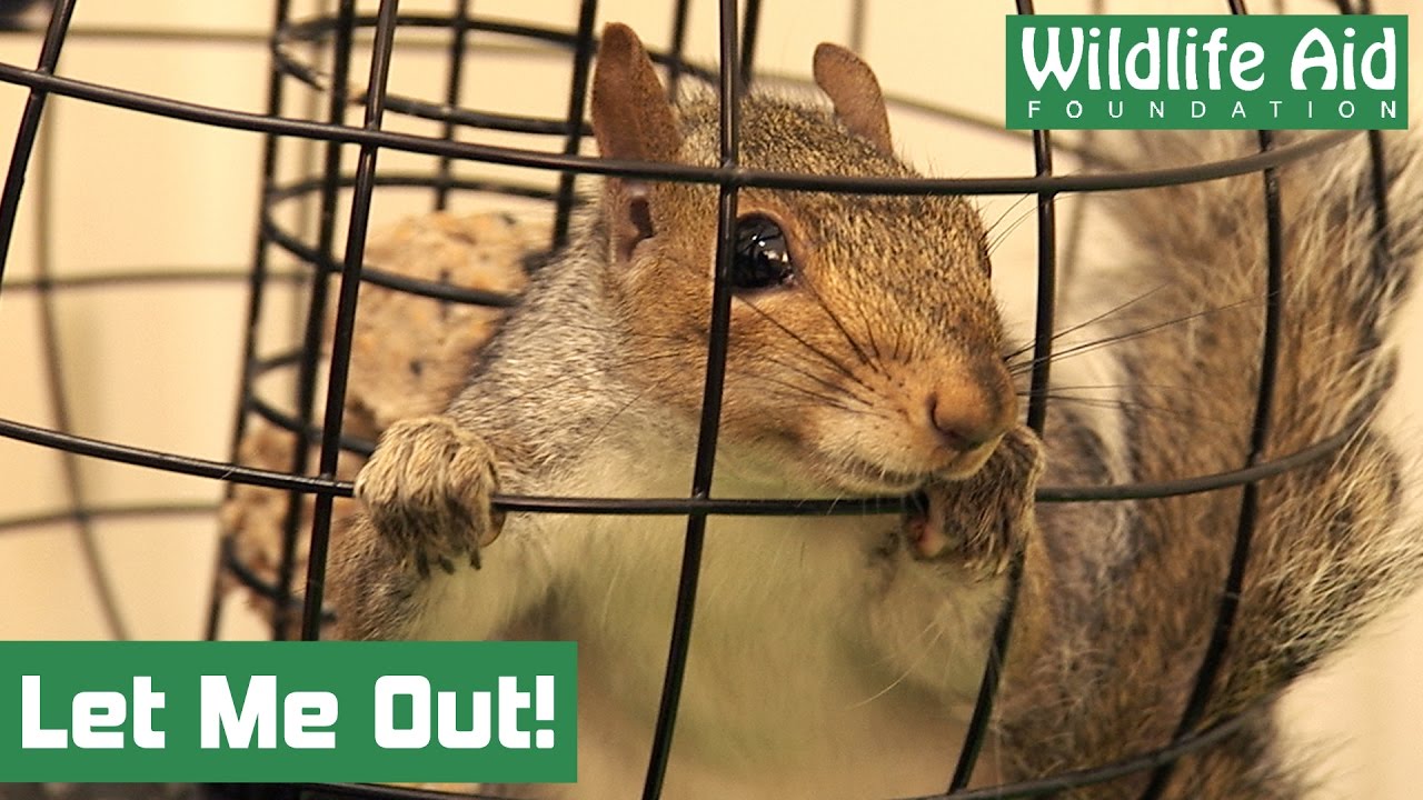 В Wildlife Aid разгуливает дикий корм для птиц!