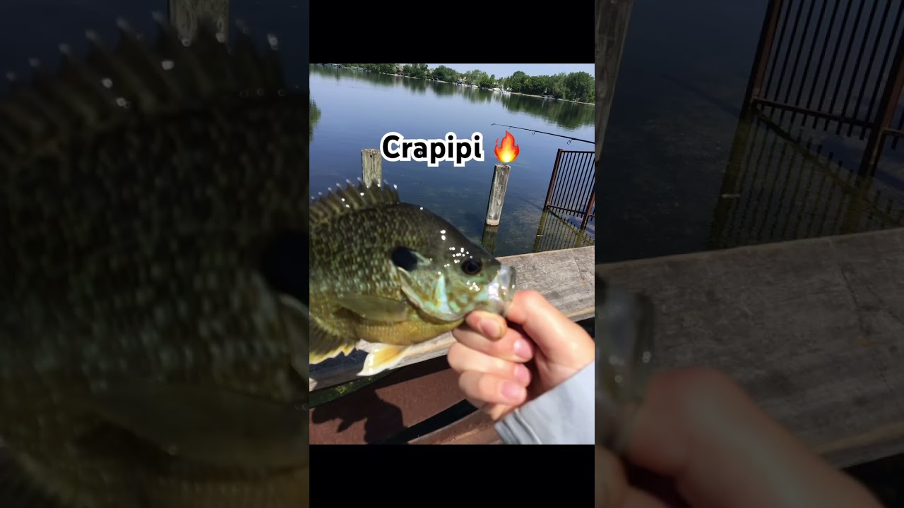 Crapipi and Basisi🔥💀 #fishing #bassfishing #angler #bass