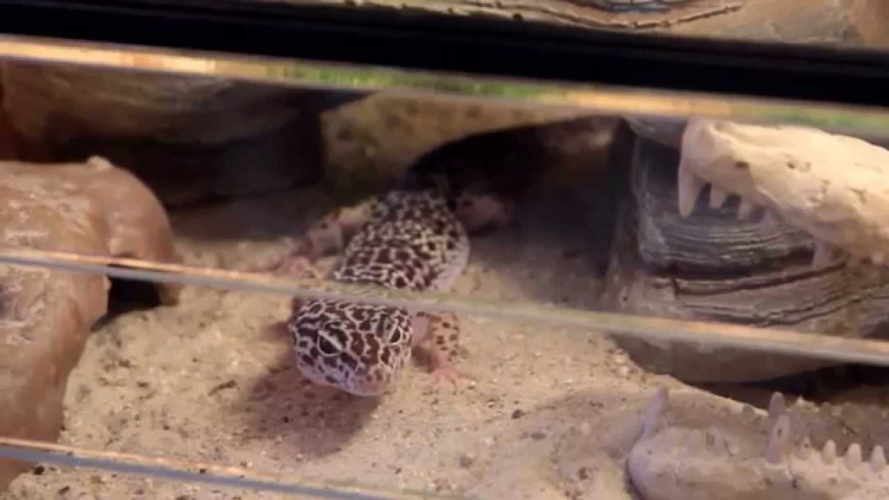 Tutoriel : Manipulation Gecko léopard