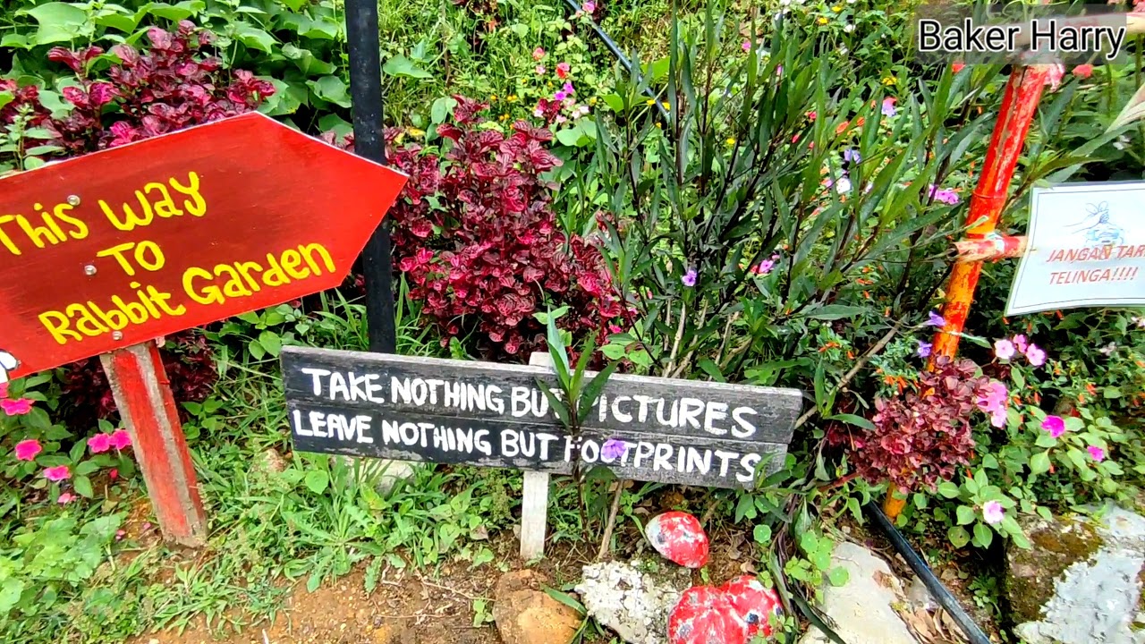 Quick view- D'Mesilau Rabbit Garden Kundasang Sabah