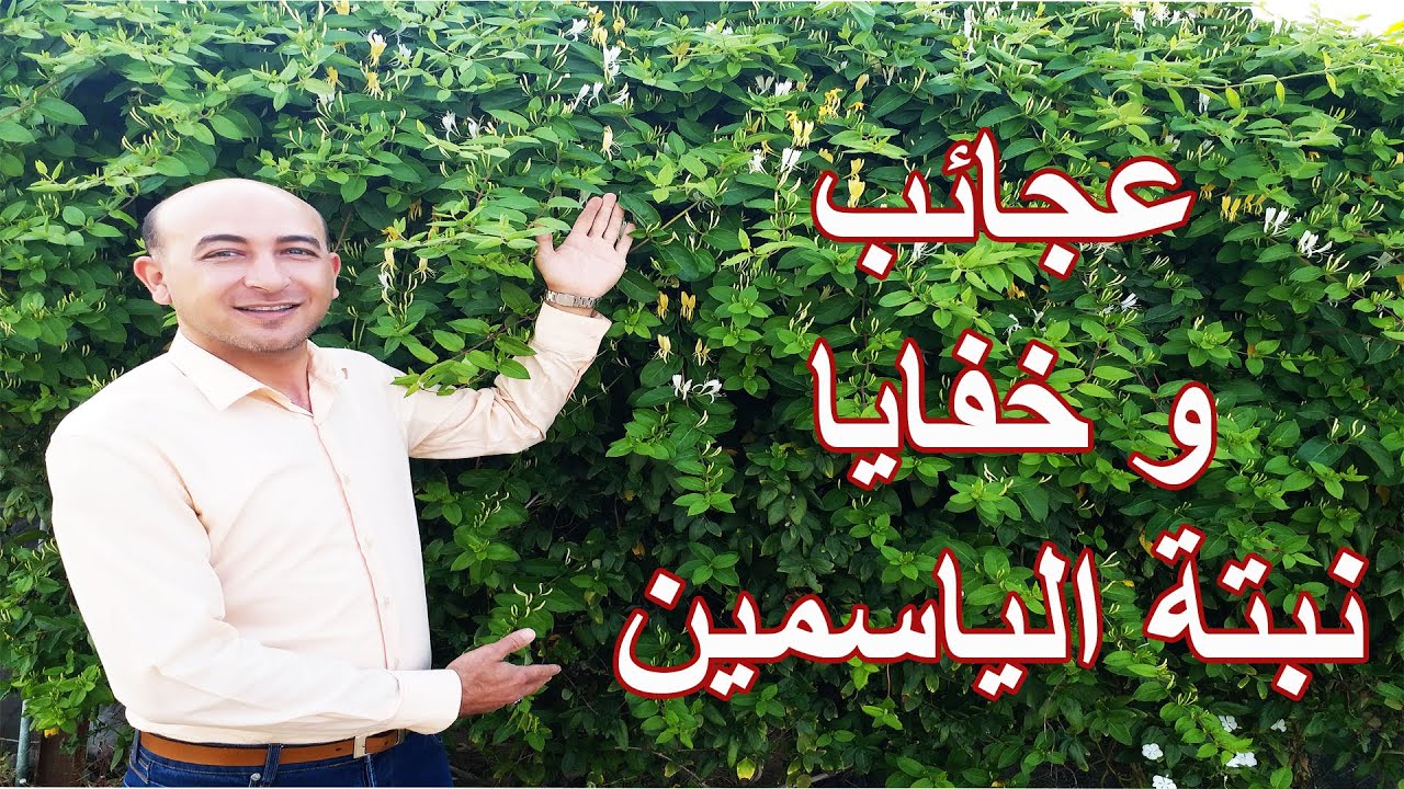 عجائب و خفايا نبتة الياسمين, Wonders and Secrets of Honeysuckle tree.