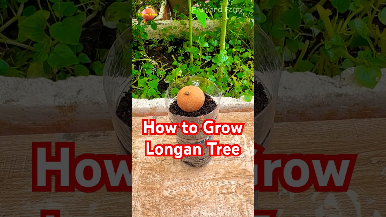 How to Grow Longan Tree from Fresh Seed