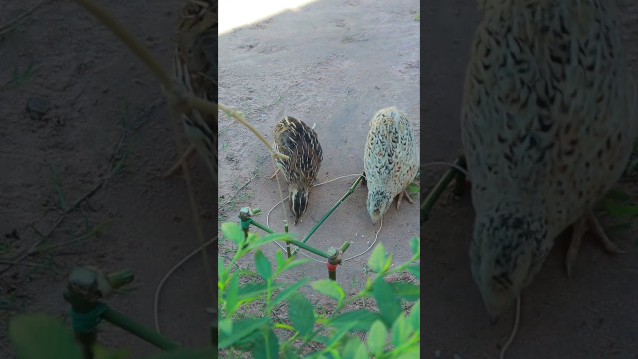 modern bird trapping techniques #youtubeshorts