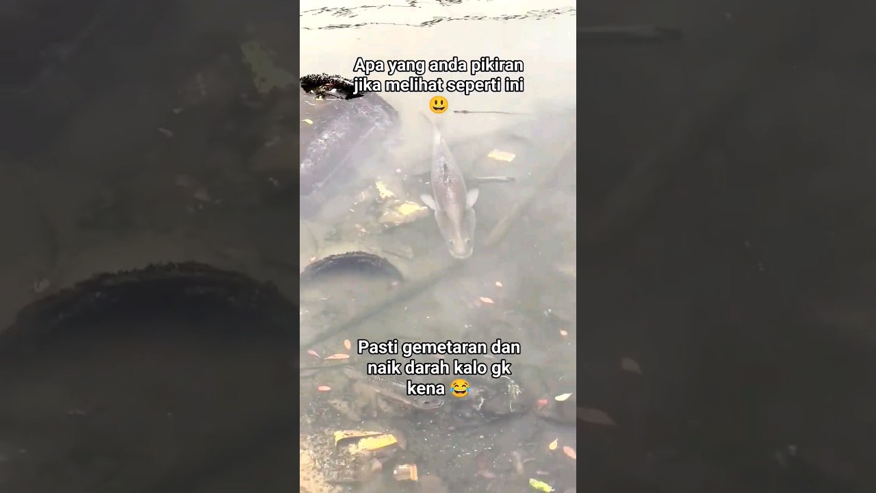 MOMENT LANGKA IKAN KAKAP #fishing #paser #mancing #paserparalon #mancingmania #fish #shorts #kakap