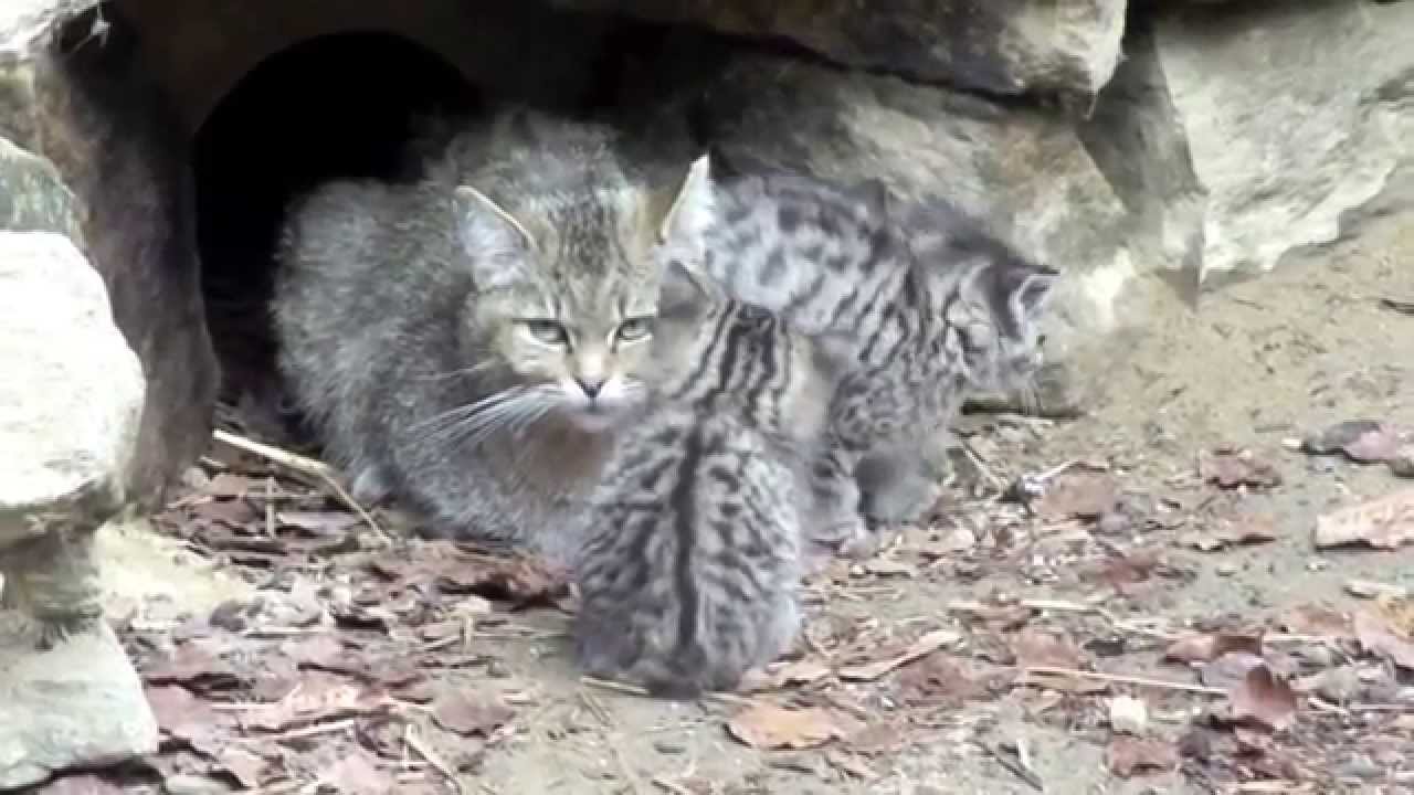 Europese wilde kat - European wild cats