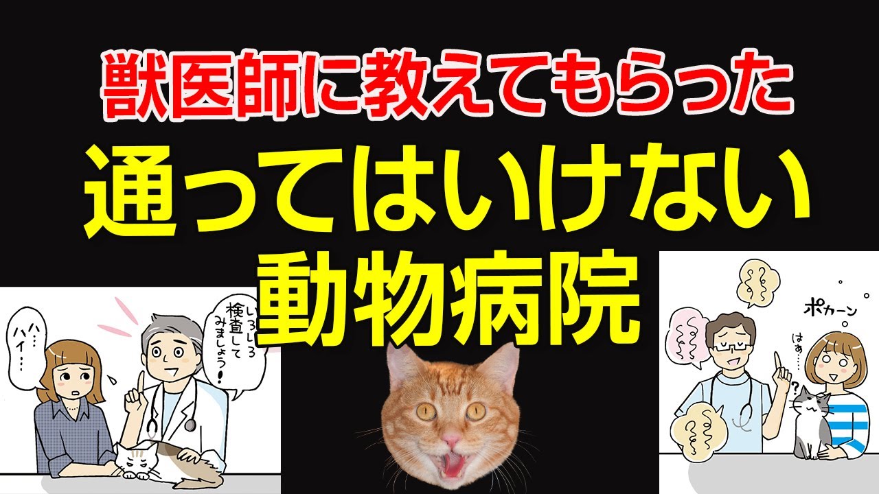 現役獣医師に聞いた【通ってはいけない動物病院】