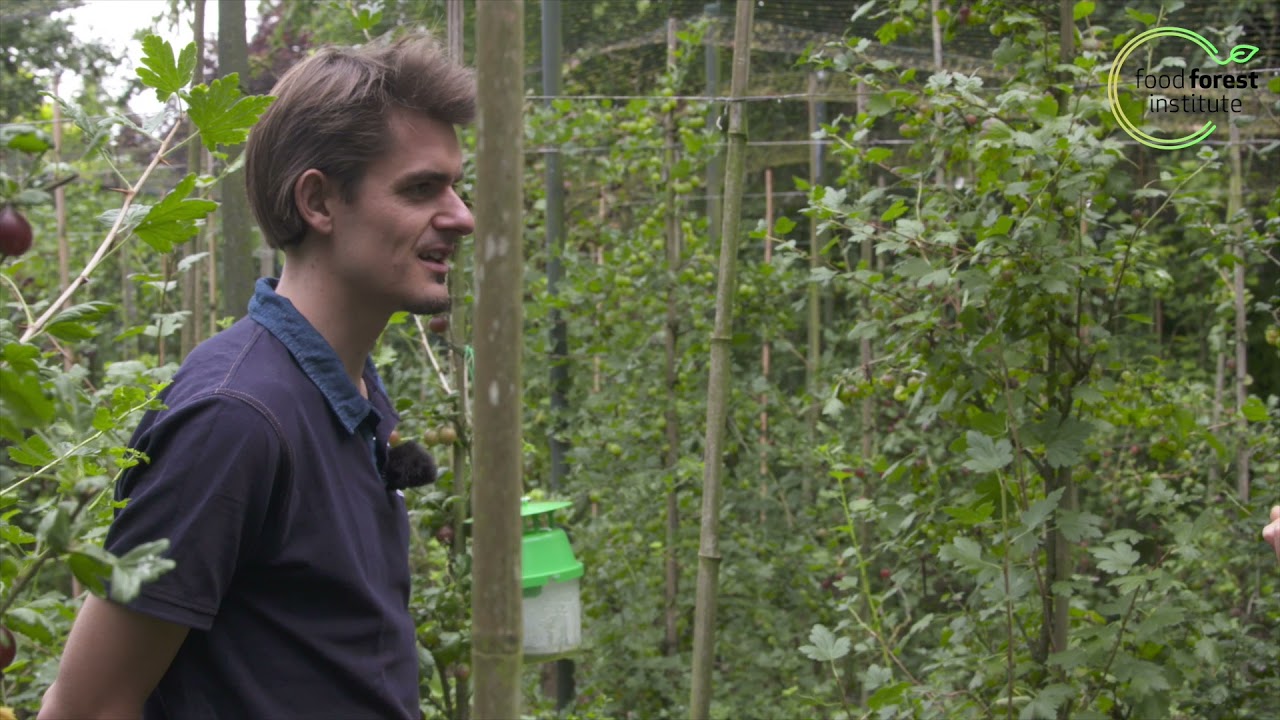 🌳 Ziekten en plagen bij kruisbessen 🌰 - Kruisbessen proeftuin - Marc Geens & Louis De Jaeger