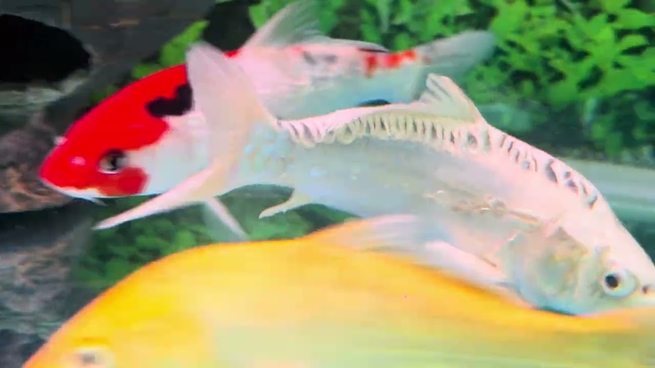 koi fish in dubai aquarium #aquarium #fish #dubai #koifish 