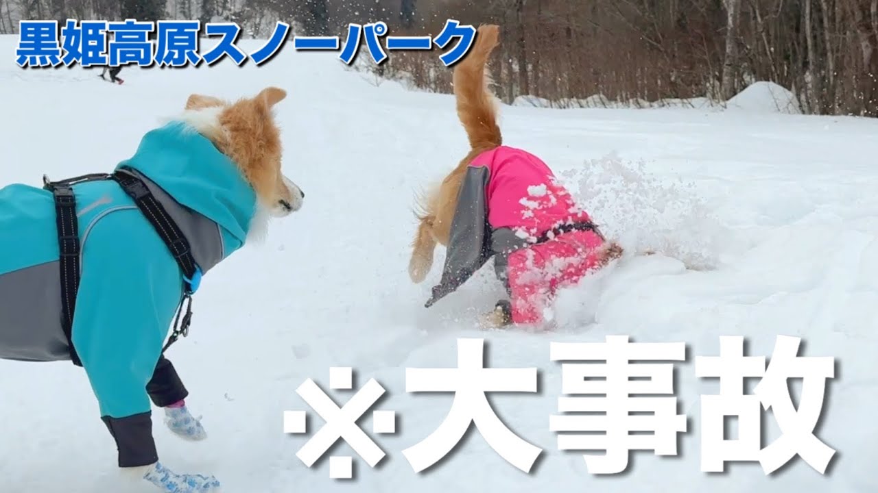 【黒姫高原】ノーリードokのスキー場で愛犬が大変なことになりました...【ボーダーコリー•ゴールデンレトリバー】