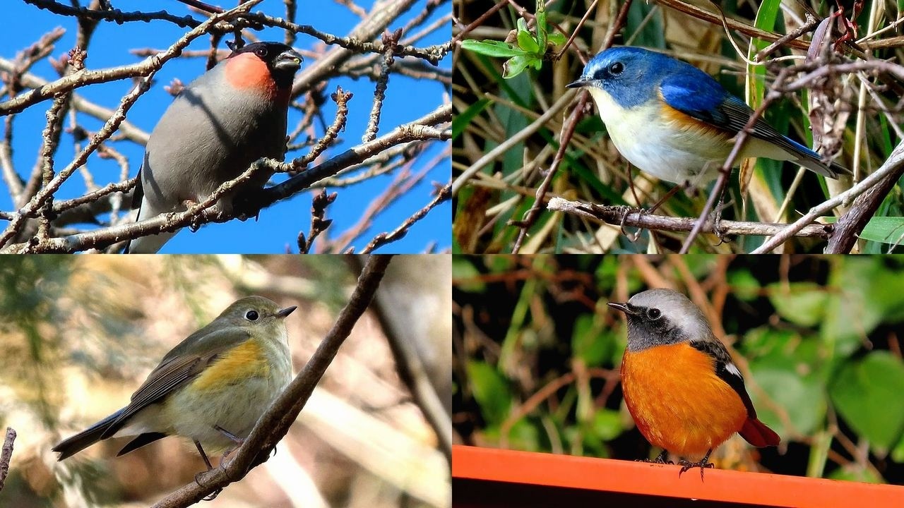 探鳥散歩 2026.02.07-12 ルリビタキ・ウソ・ジョウビタキなど19種の野鳥を拾い撮り　西美濃各地の林縁や河原などを歩く