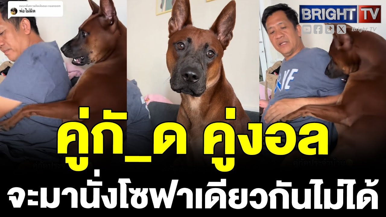 หมาไทยหลังอาน ยอมที่ไหน! สู้กับพ่อแย่งที่นั่งบนโซฟา แถมมีหันมาฟ้องด้วย