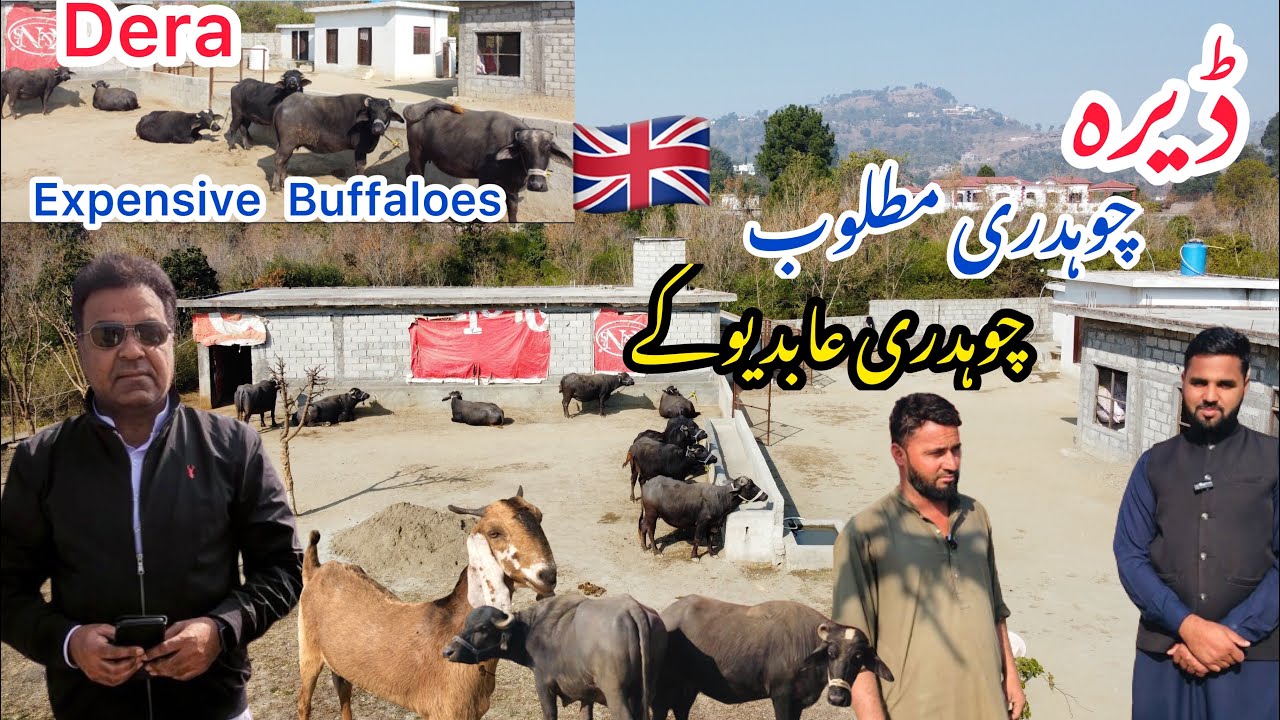 Dera (پلاہل کلاں نمب ) Ch Matloob and Ch Abid Hussain Uk🇬🇧 Kaladab Azad Kashmir Desi village life
