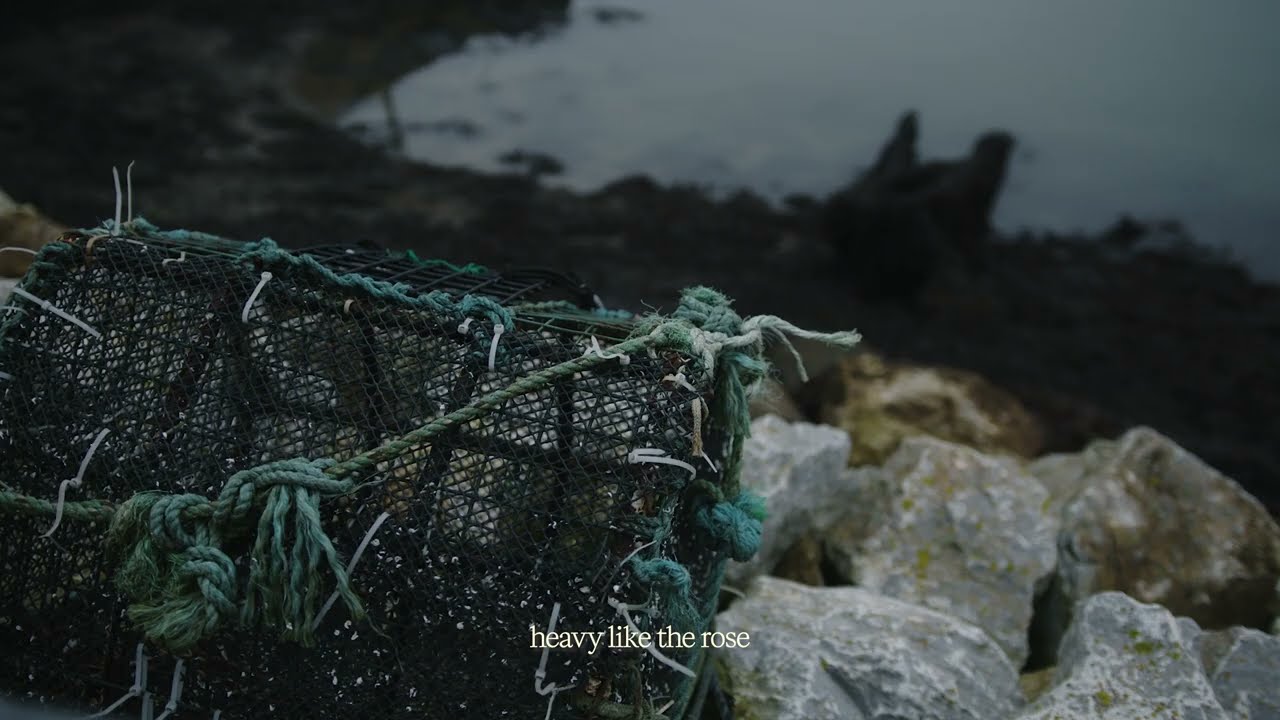 Kingfishr - The Rose (Official Visualiser)