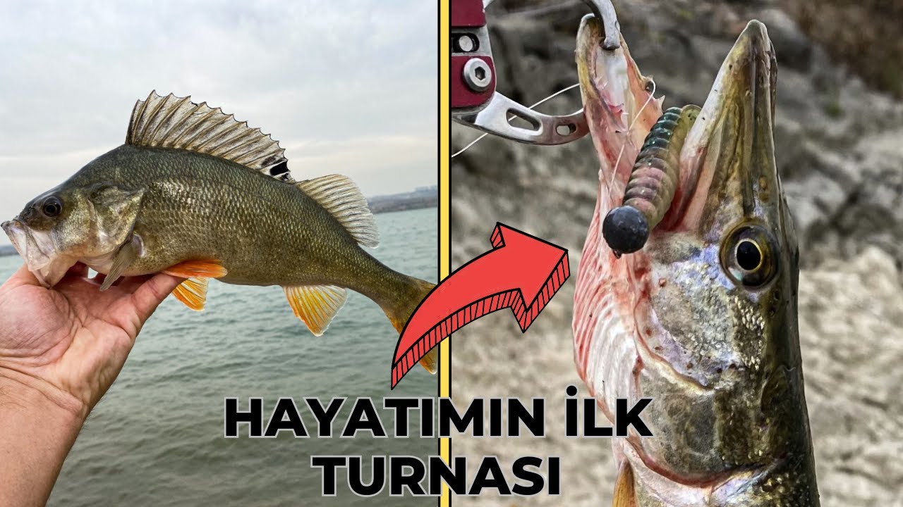 Hayatımda İLK defa TURNA BALIĞI yakaladım ! | Trofe PERCH avı | LRF ile yakala-bırak balık avı