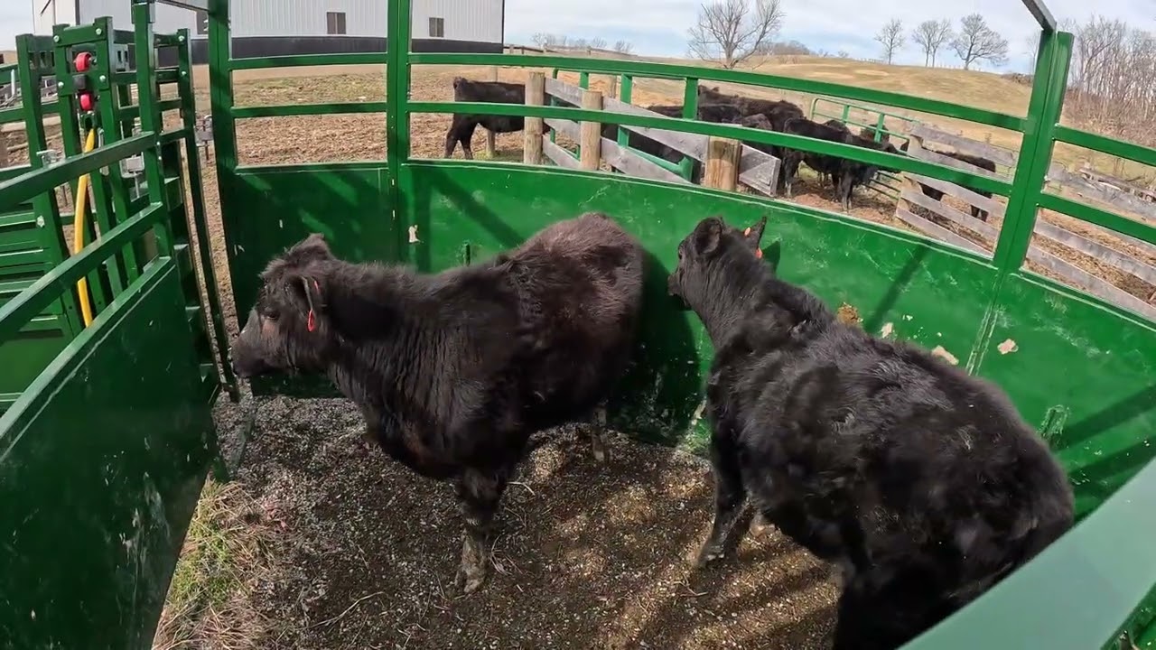 New farmers working cattle - we are getting better each time. #farming #homestead #cowvideos #cow