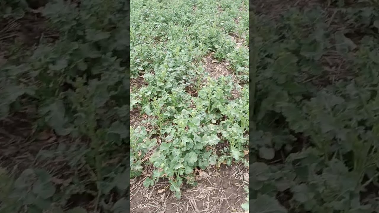 Strip-till - и его потенциал на культуре рапс.